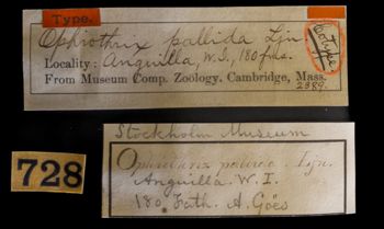 Media type: image;   Invertebrate Zoology OPH-2389 Description: Original handwritten specimen labels;  Aspect: labels
